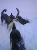 Hundene laver tunneler i sneen
